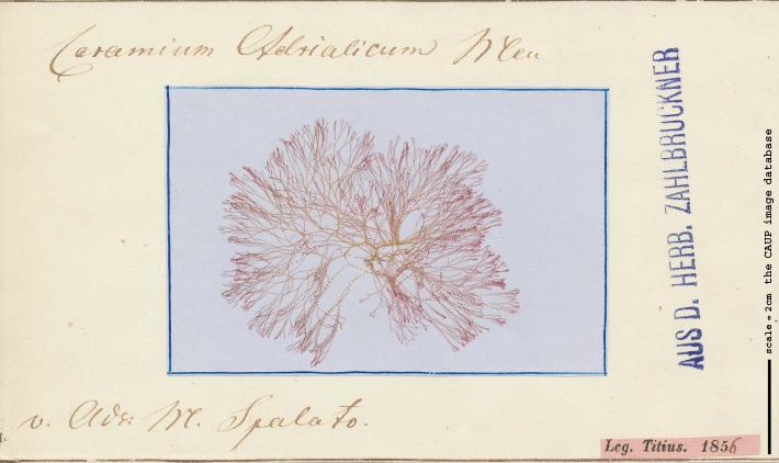 Ceramium sp 50.jpg